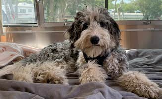 Ilana F.'s photo of camping with pets at Coastal Acres Campground near Kingston, MA