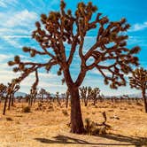 Review photo of Jumbo Rocks Campground — Joshua Tree National Park by Linda V., October 26, 2020