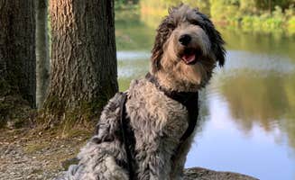 Ilana F.'s photo of camping with pets at Newport RV Park in Rhode Island