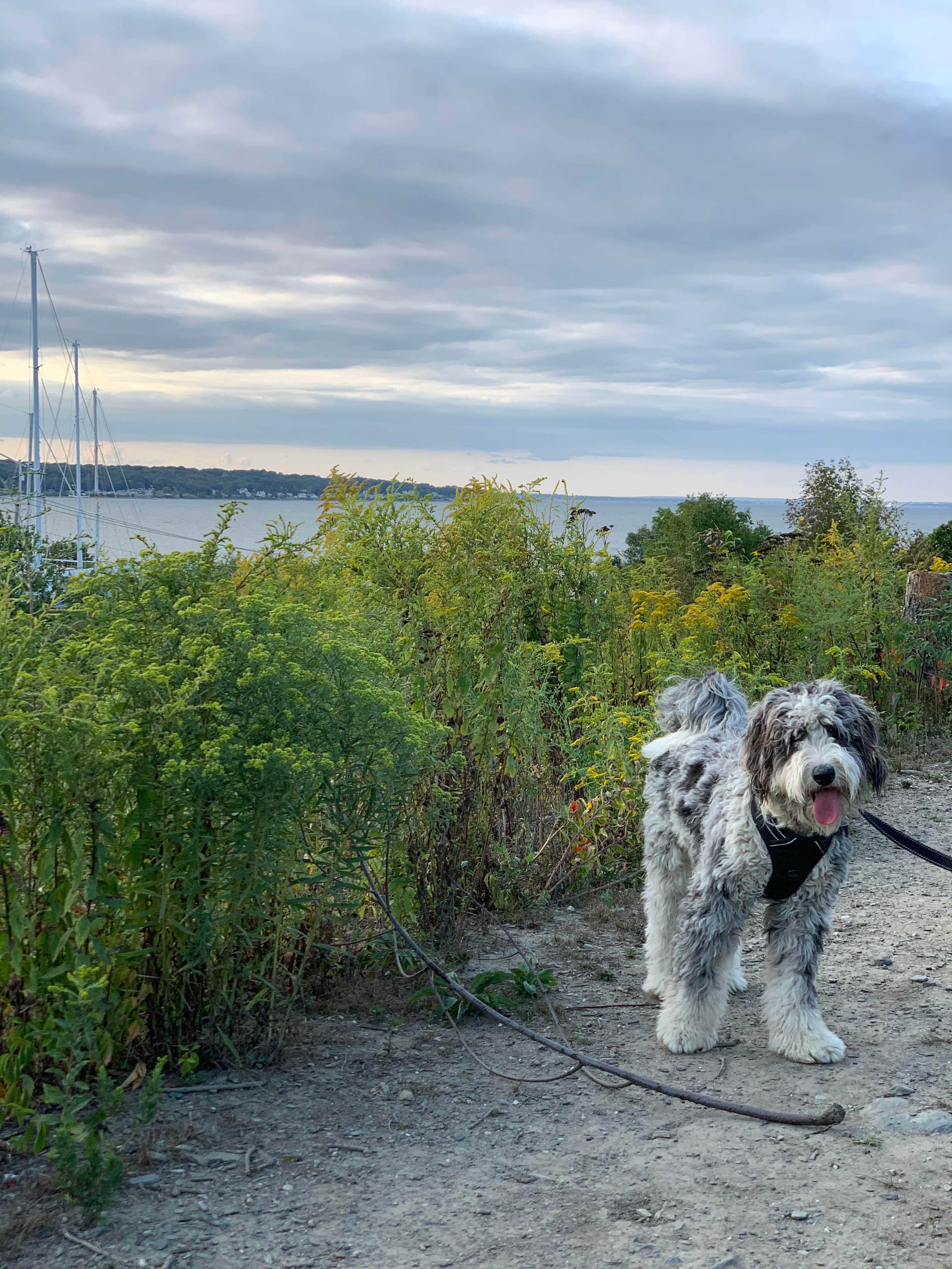 Ilana F.'s photo of camping with pets at Newport RV Park near Woonsocket, RI