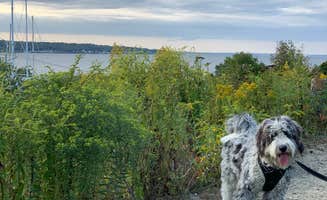 Ilana F.'s photo of camping with pets at Newport RV Park in Rhode Island