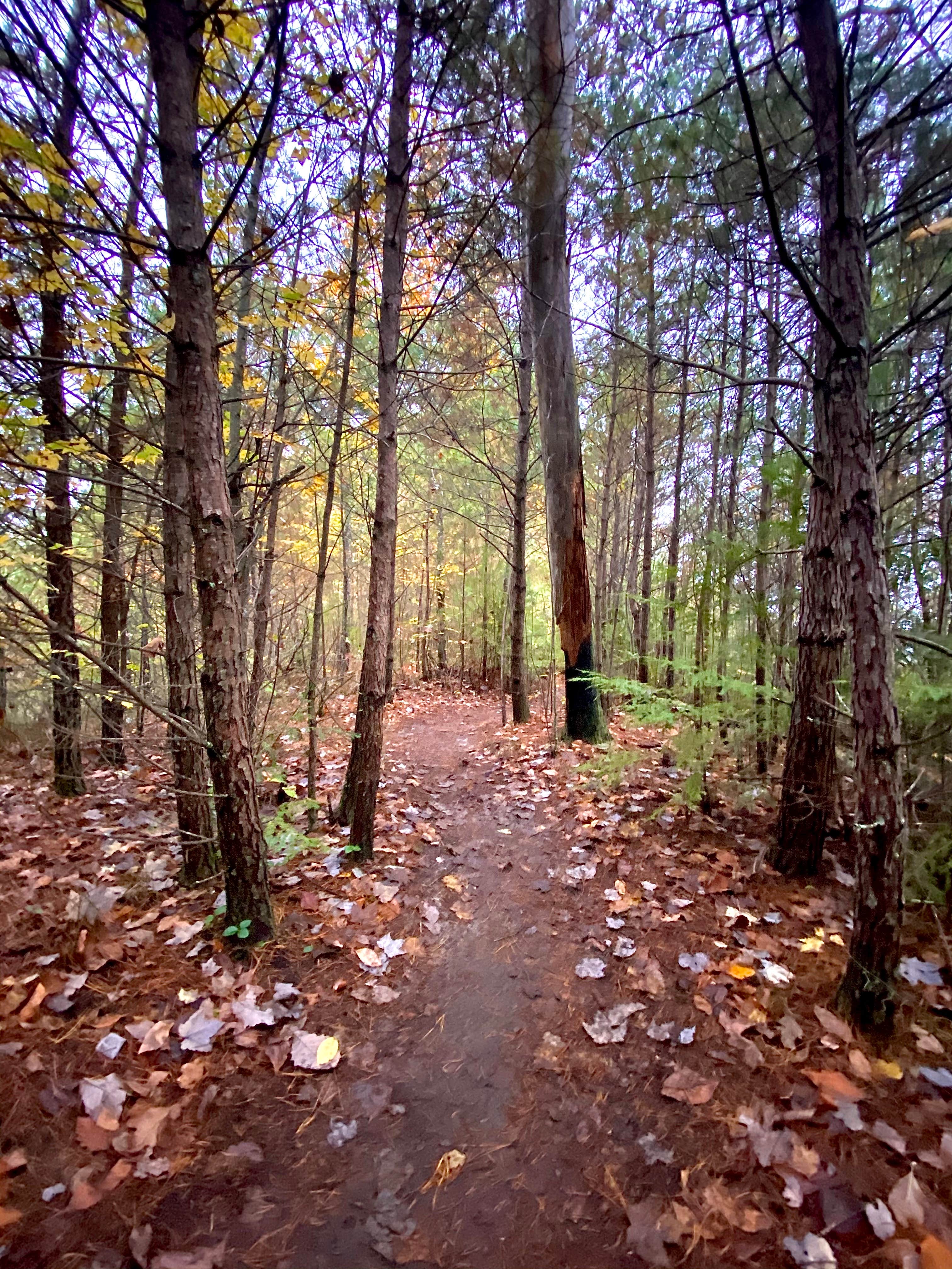 Camper-submitted photo at Red River Gorge Adventures near Buckhorn Lake