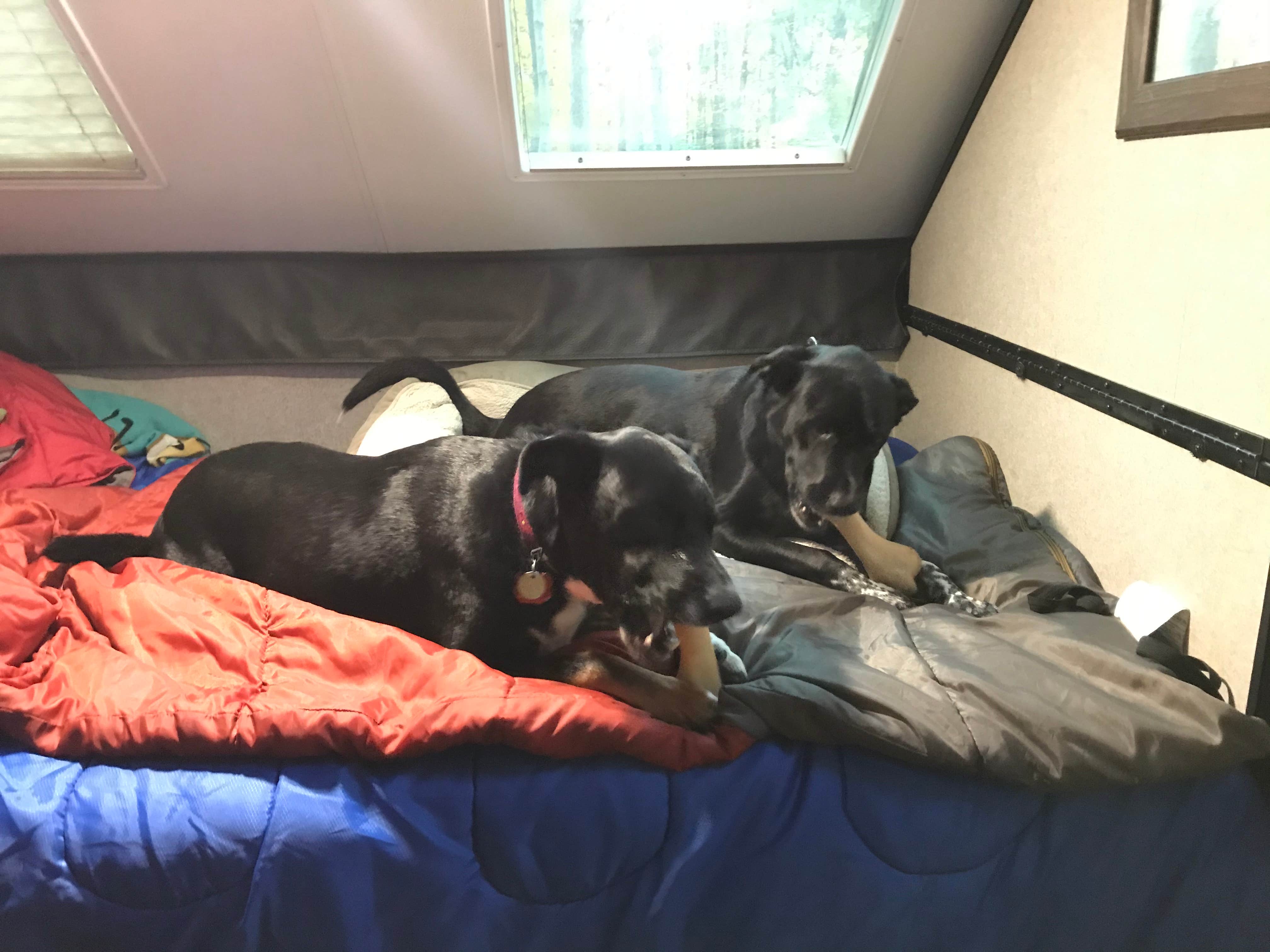 Shannon G.'s photo of camping with pets at Mt Gilead State Park Campground near Columbus, OH