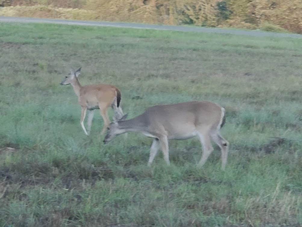 Camper submitted image from Yegua Creek Campground - 4