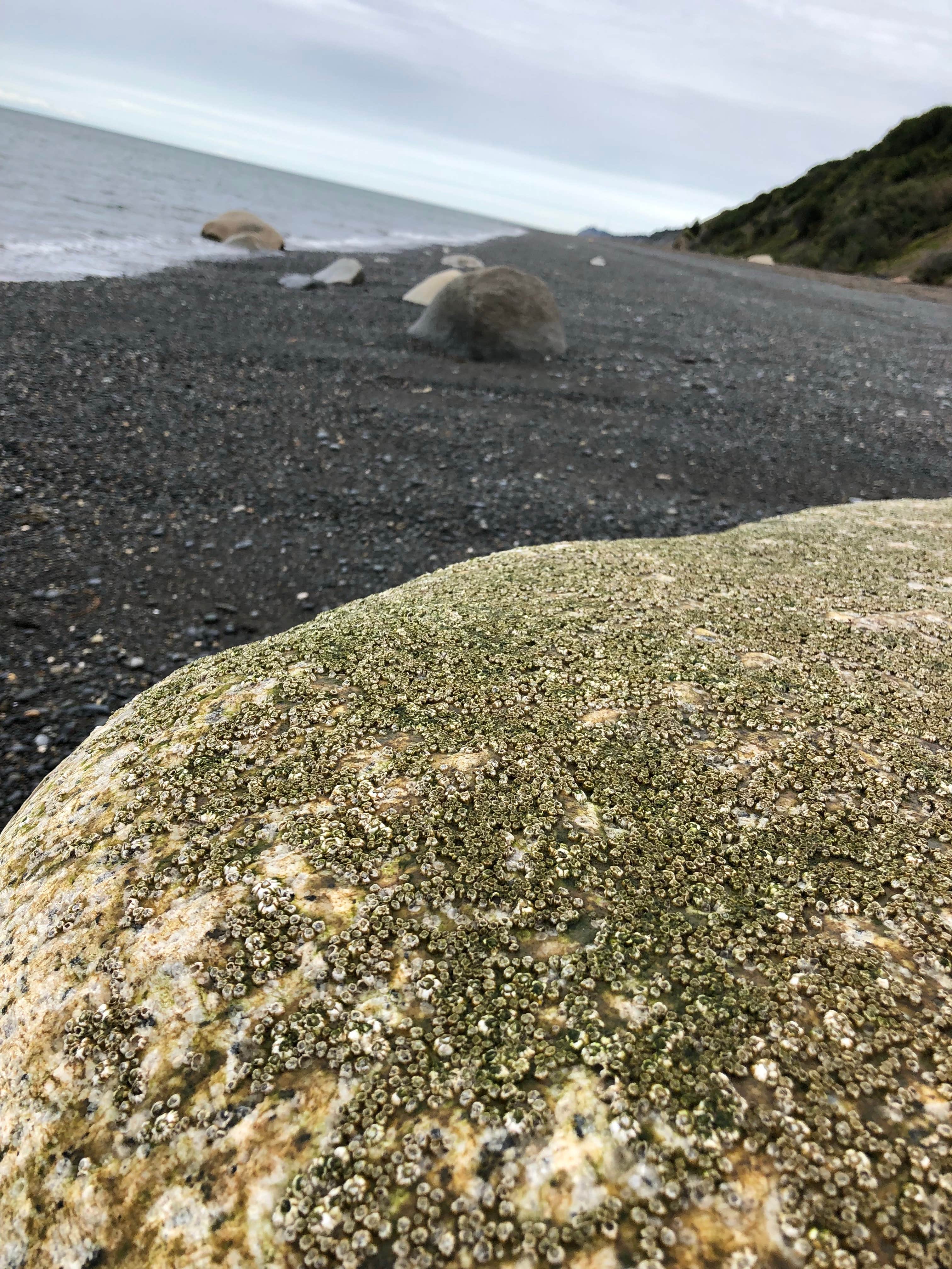 Camper-submitted photo at Anchor River State Recreation Area near Homer, AK
