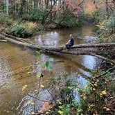 Review photo of Frank Gross Campground — Chattahoochee Oconee National Forest by Santin B., October 26, 2020