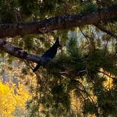 Review photo of Mueller State Park Campground by Caryl D., October 26, 2020