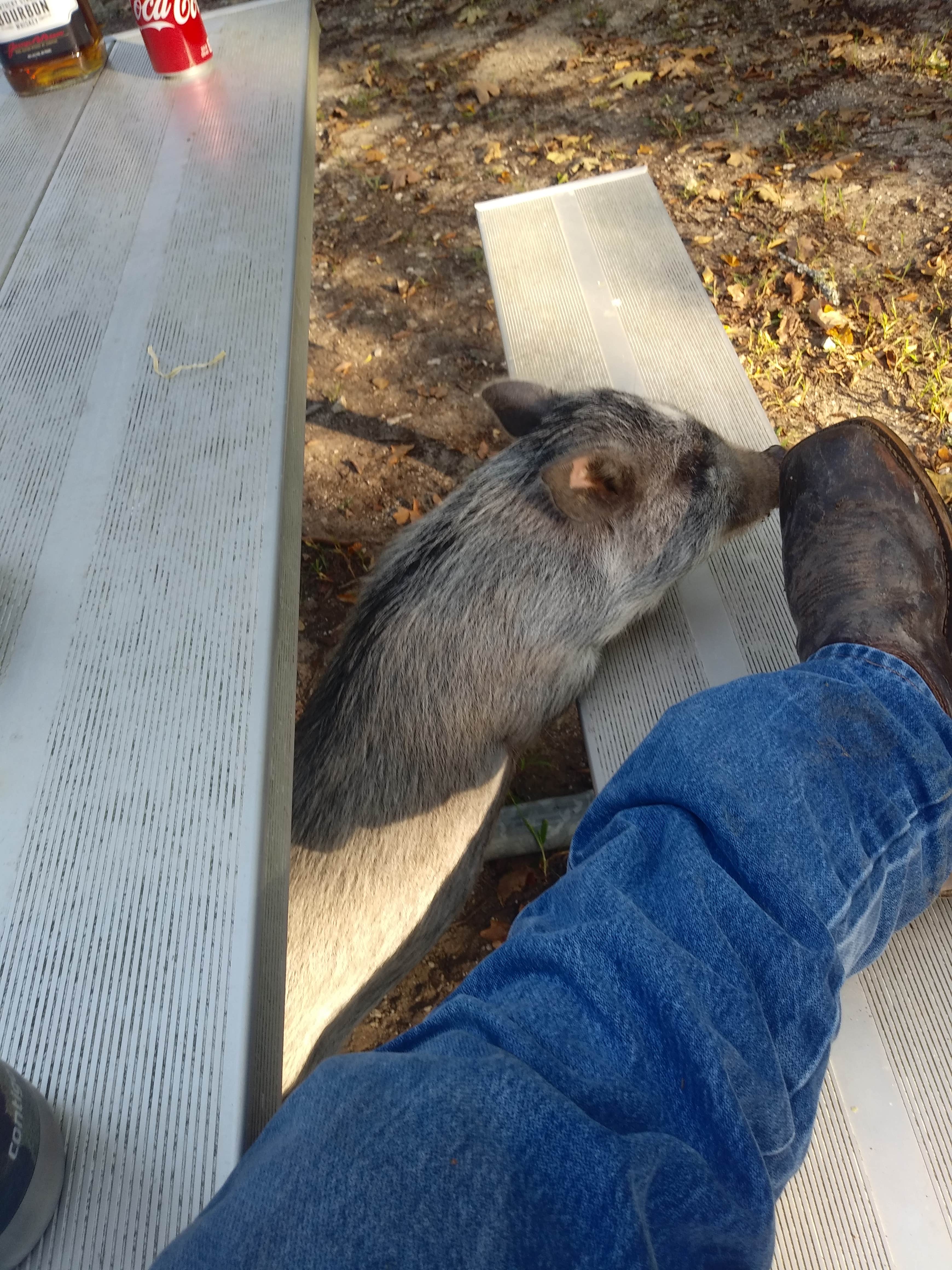 Camper submitted image from West Lake Crockett - 5