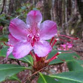 Review photo of Woodside Campground — Salt Point State Park by Patricia O., May 22, 2018