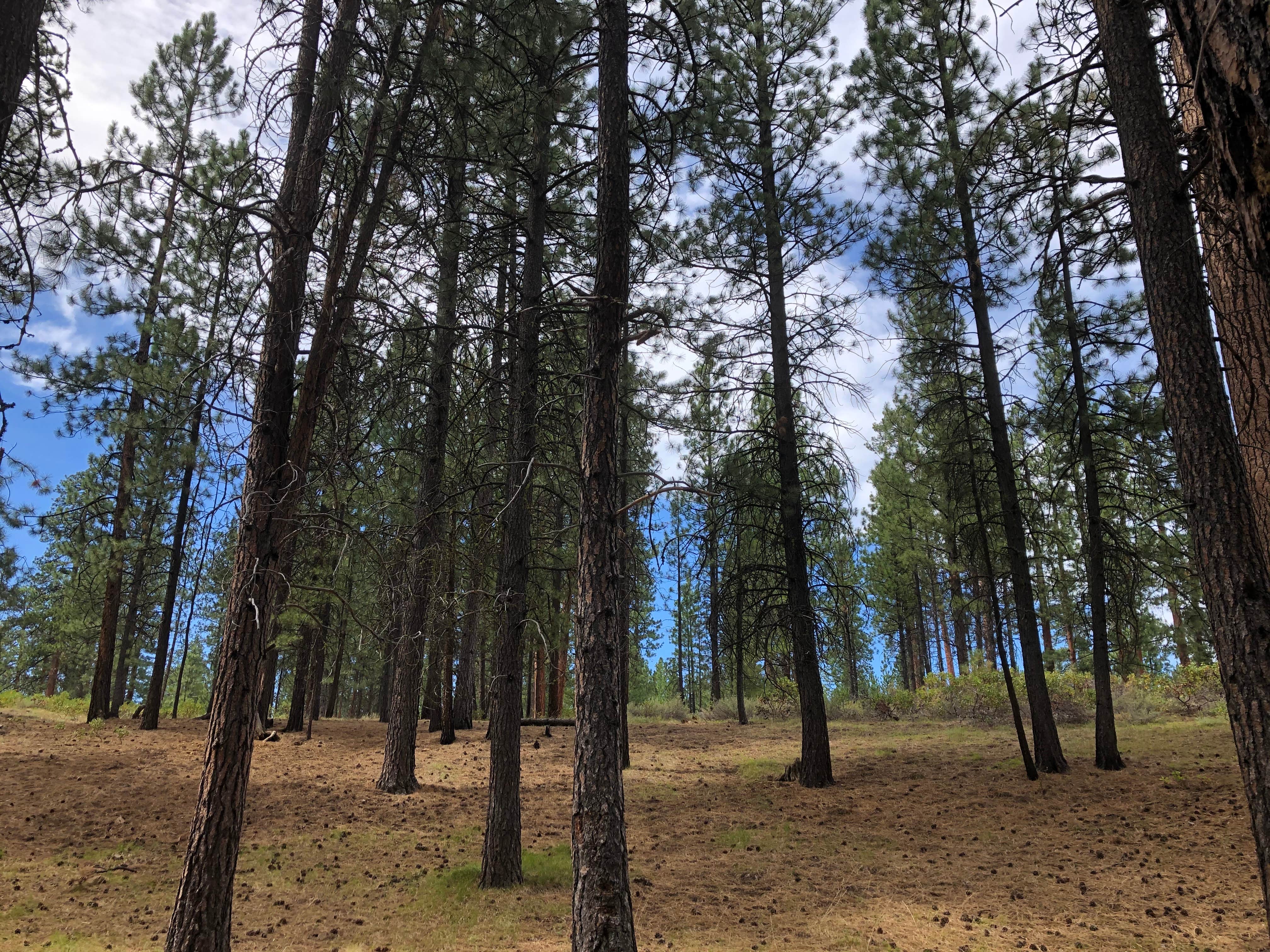 Camper-submitted photo at Three Sisters Overlook Campsite near Point Baker, AK