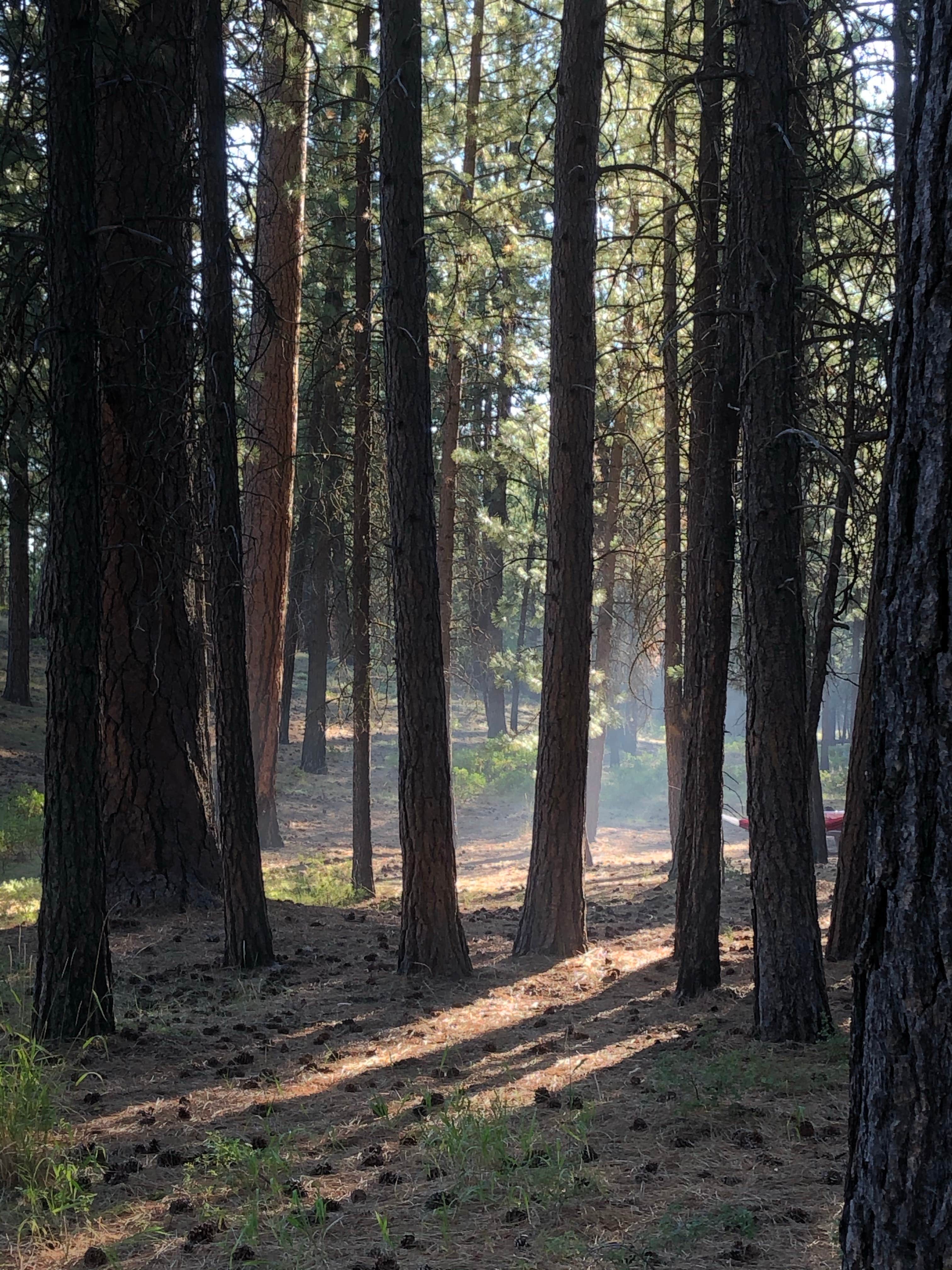 Camping near Virginia Lake Cabin: Three Sisters Overlook Campsite, Wrangell, Alaska