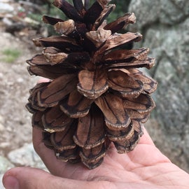 Pinecones are used to play tag when all electronics are taken away for camping.  It’s great seeing kids play creatively in nature.