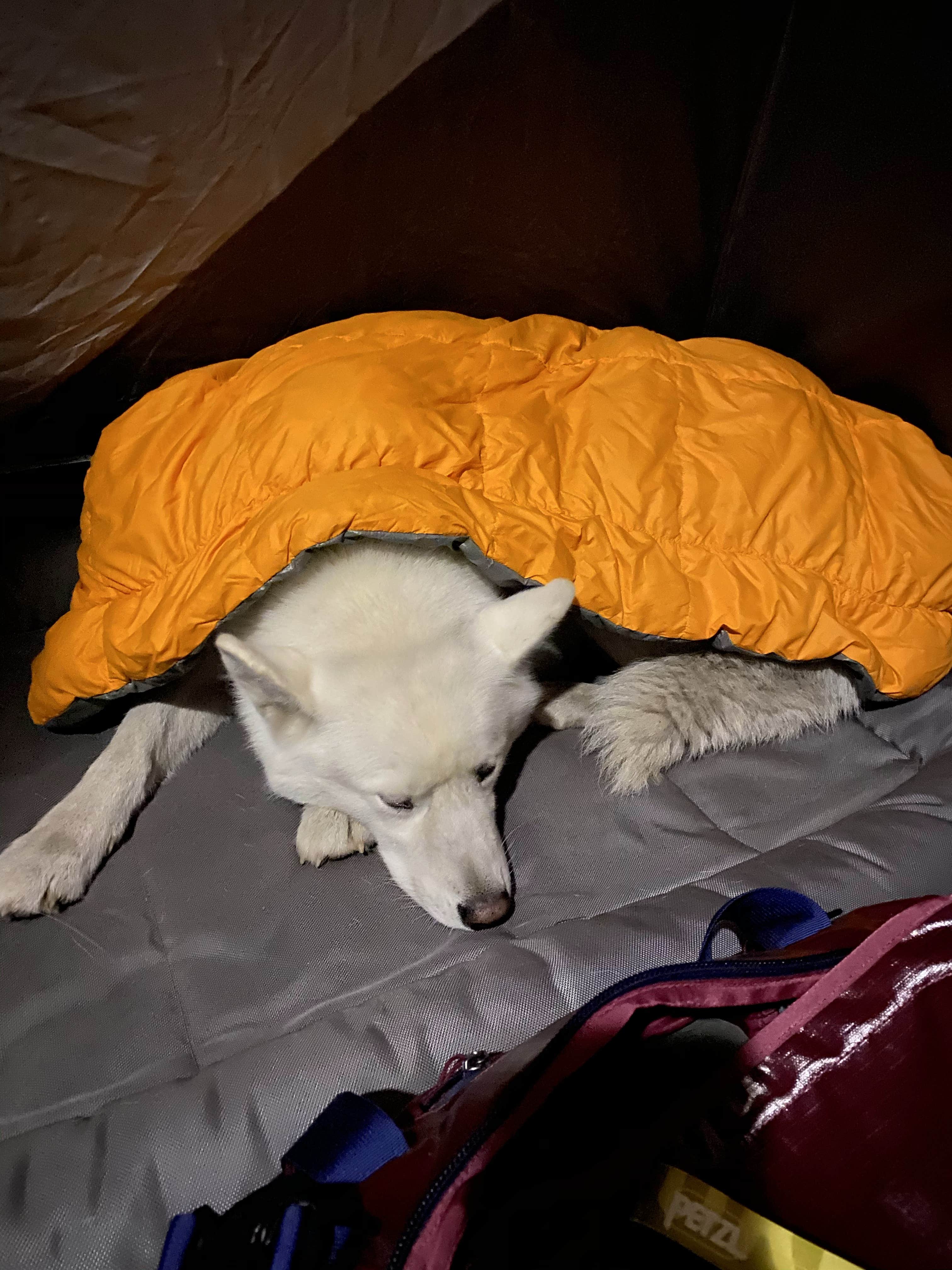 Jade G.'s photo of camping with pets at Lily Lake - TEMPORARILY CLOSED near Cooke City, MT