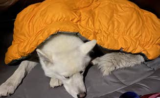Jade G.'s photo of camping with pets at Lily Lake - TEMPORARILY CLOSED near Wapiti, WY
