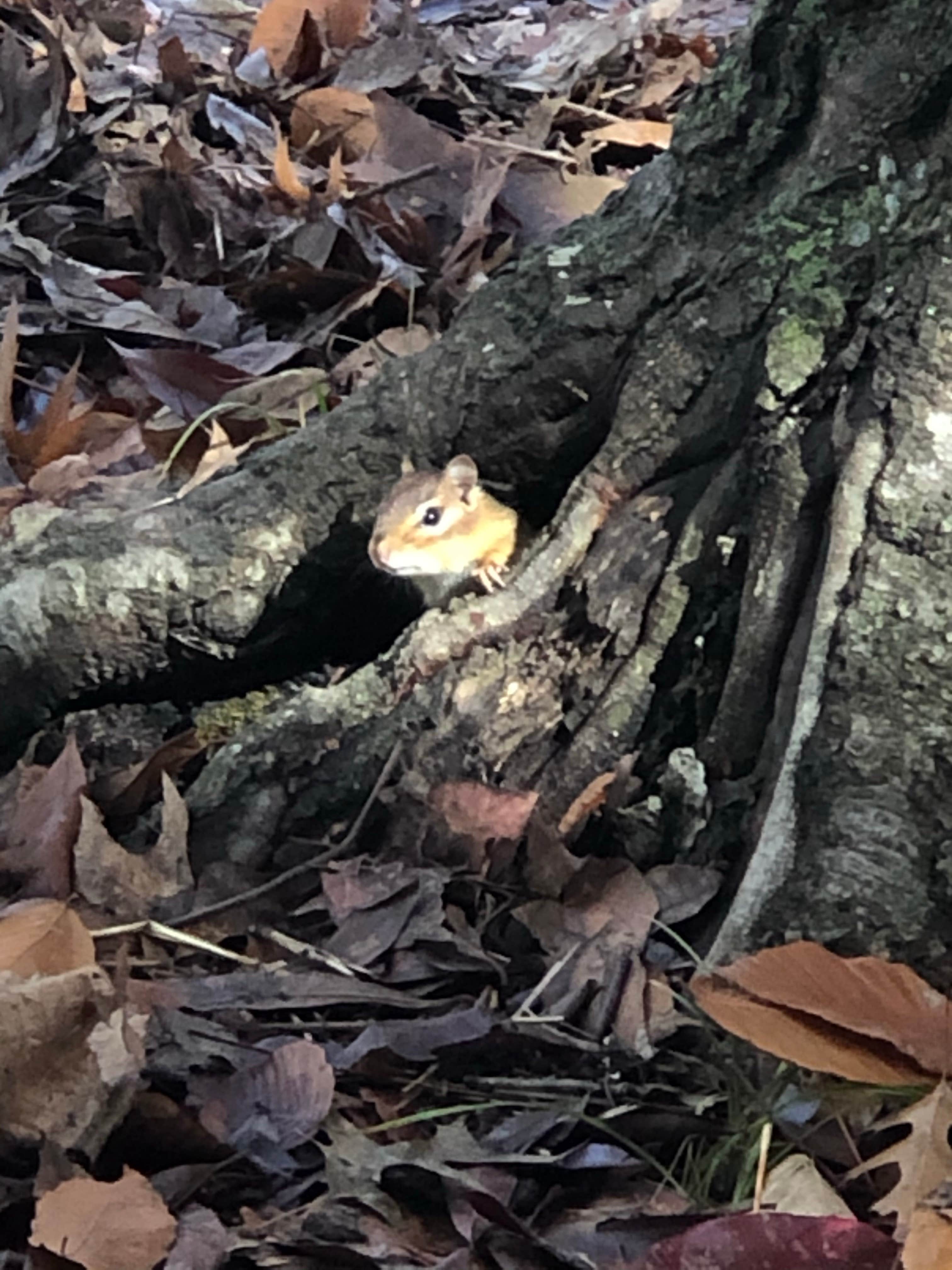Margo B.'s photo of camping with pets at Paynetown Campground near Shoals, IN