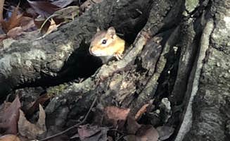 Margo B.'s photo of camping with pets at Paynetown Campground near Martinsville, IN