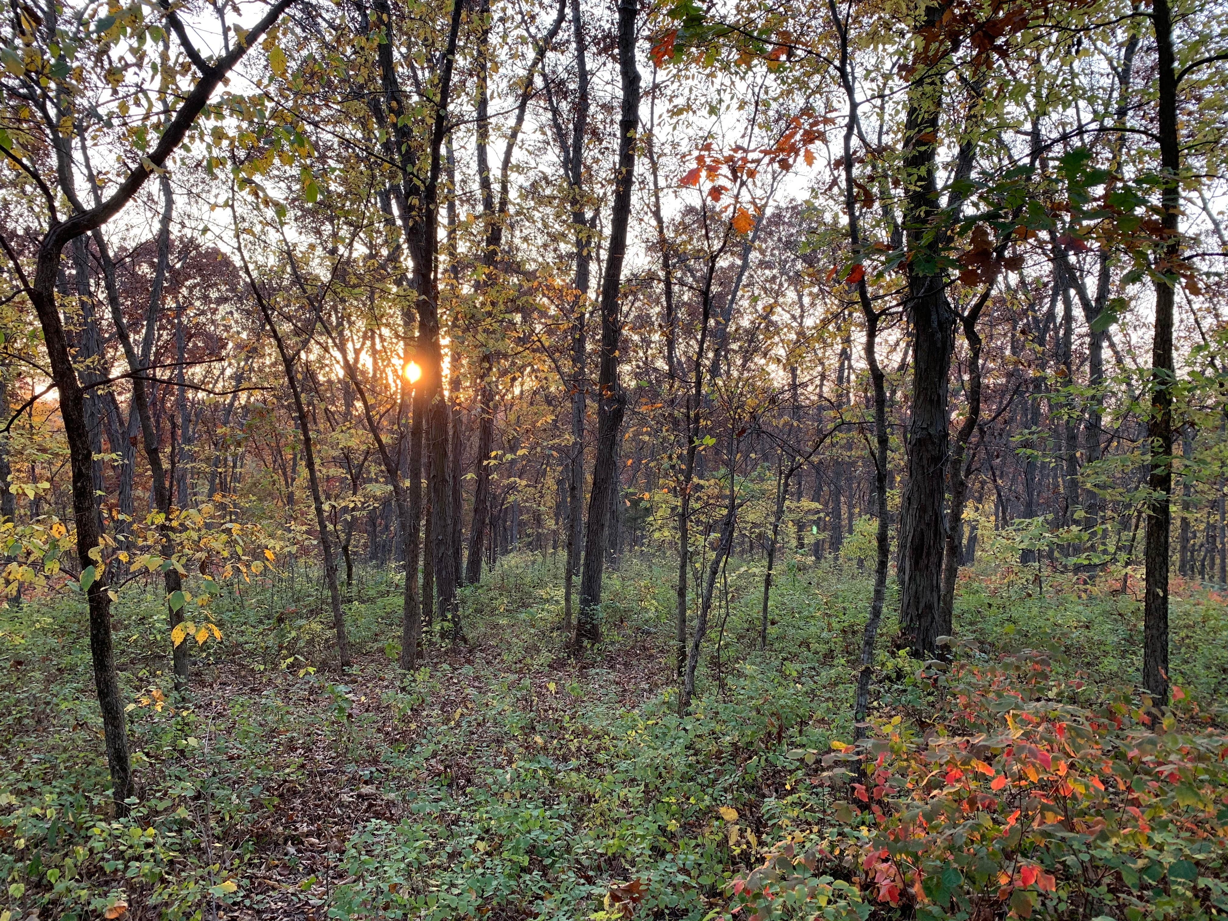 Camper submitted image from Middle Area Campground — Stephens State Forest - 4