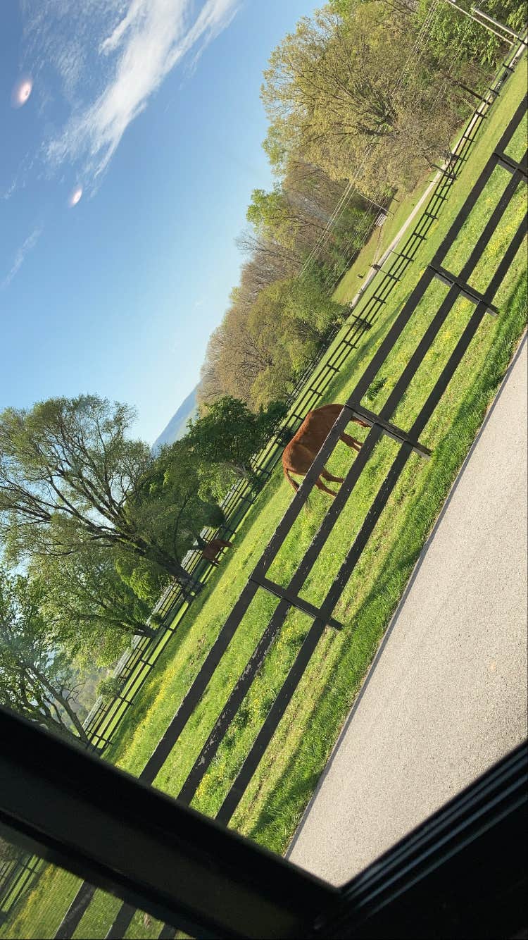 Camper submitted image from Crossville / I-40 KOA - 3