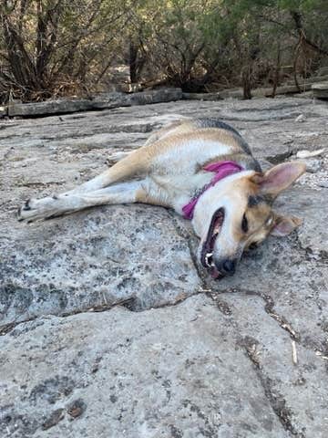 Nicollette's photo of camping with pets at South Area — Colorado Bend State Park Campground near Lampasas, TX