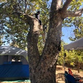 Review photo of Canyon Campground — Leo Carrillo State Park Campground by Yvonne P., October 27, 2020