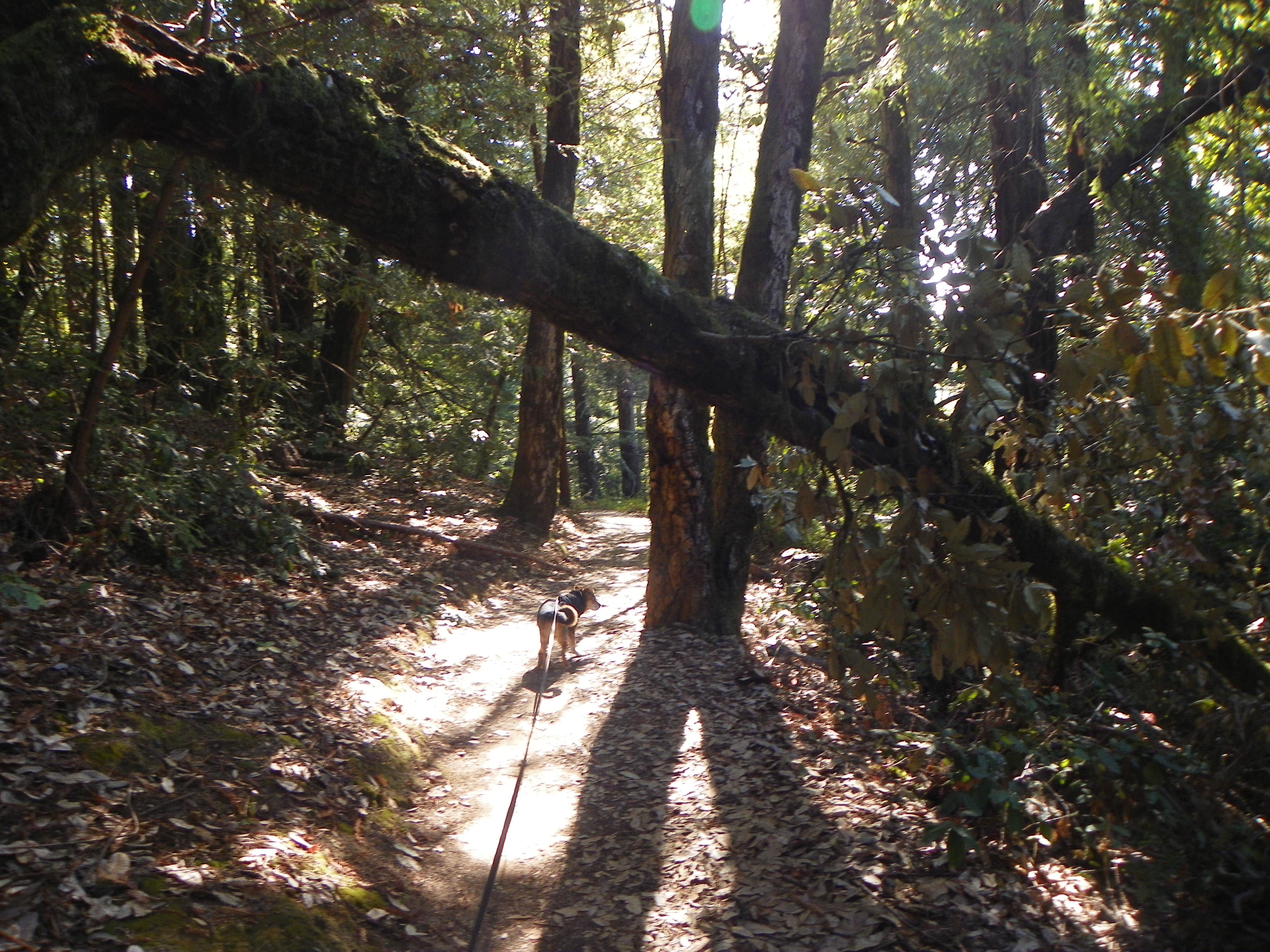 Denise G.'s photo of camping with pets at Mount Madonna County Park near Paicines, CA