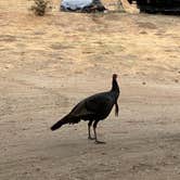 Review photo of Thousand Trails Rancho Oso by Sean H., October 27, 2020