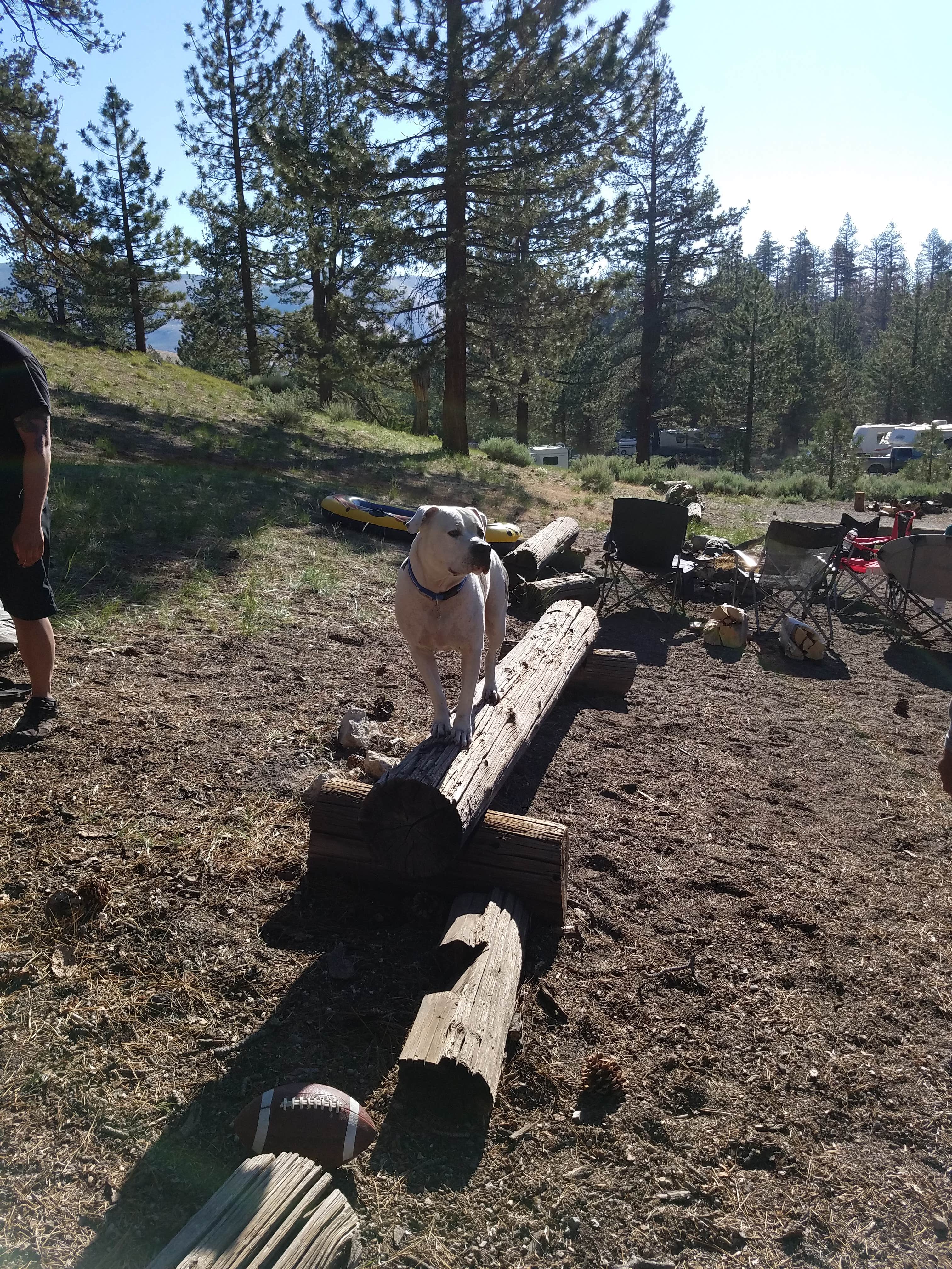 Paul N.'s photo of camping with pets at Big Springs Campground near Tahoe National Forest
