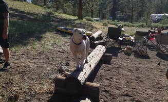 Paul N.'s photo of camping with pets at Big Springs Campground near Mammoth Lakes, CA