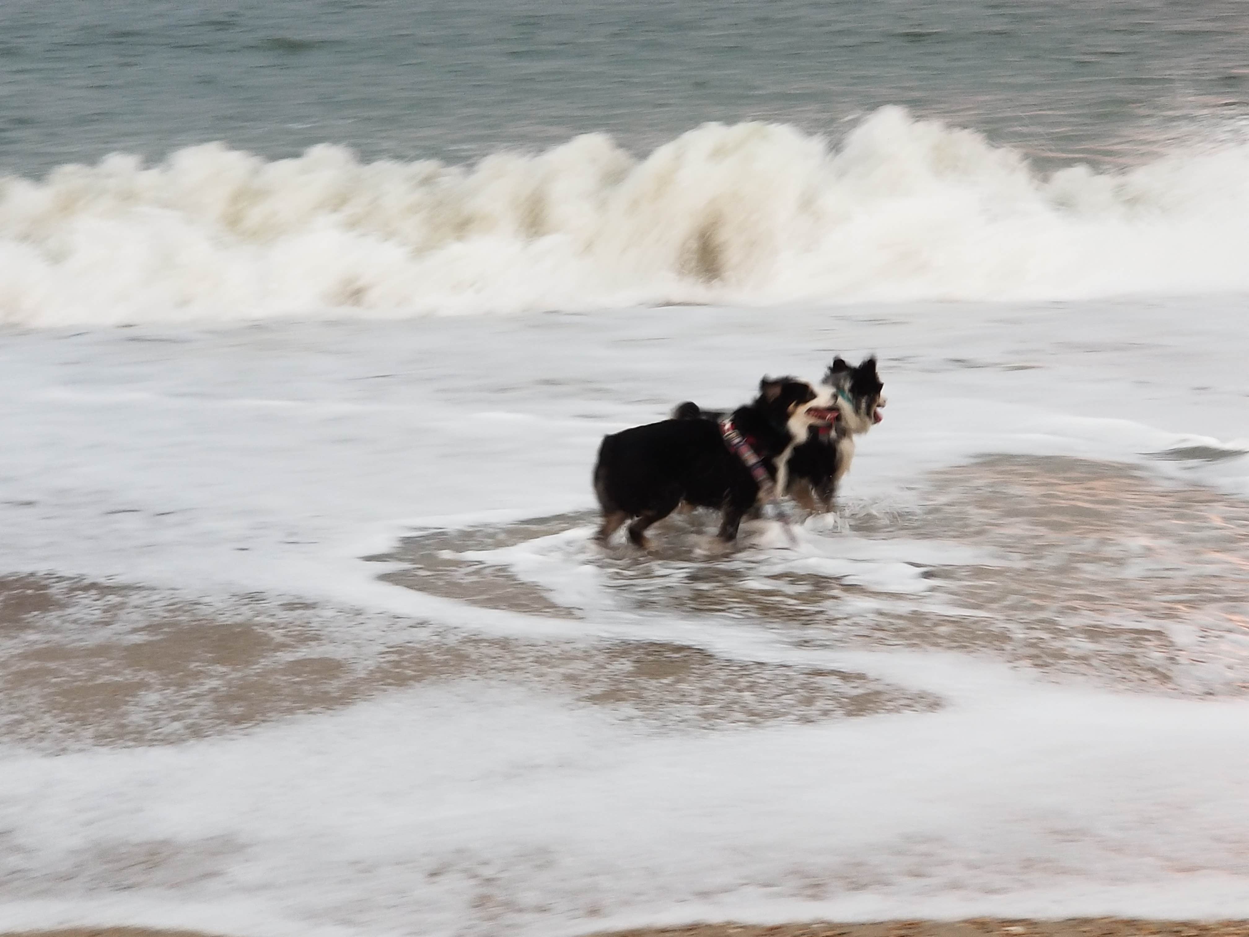 Barbara W.'s photo of camping with pets at Delaware Seashore State Park Campground near Wildwood, NJ
