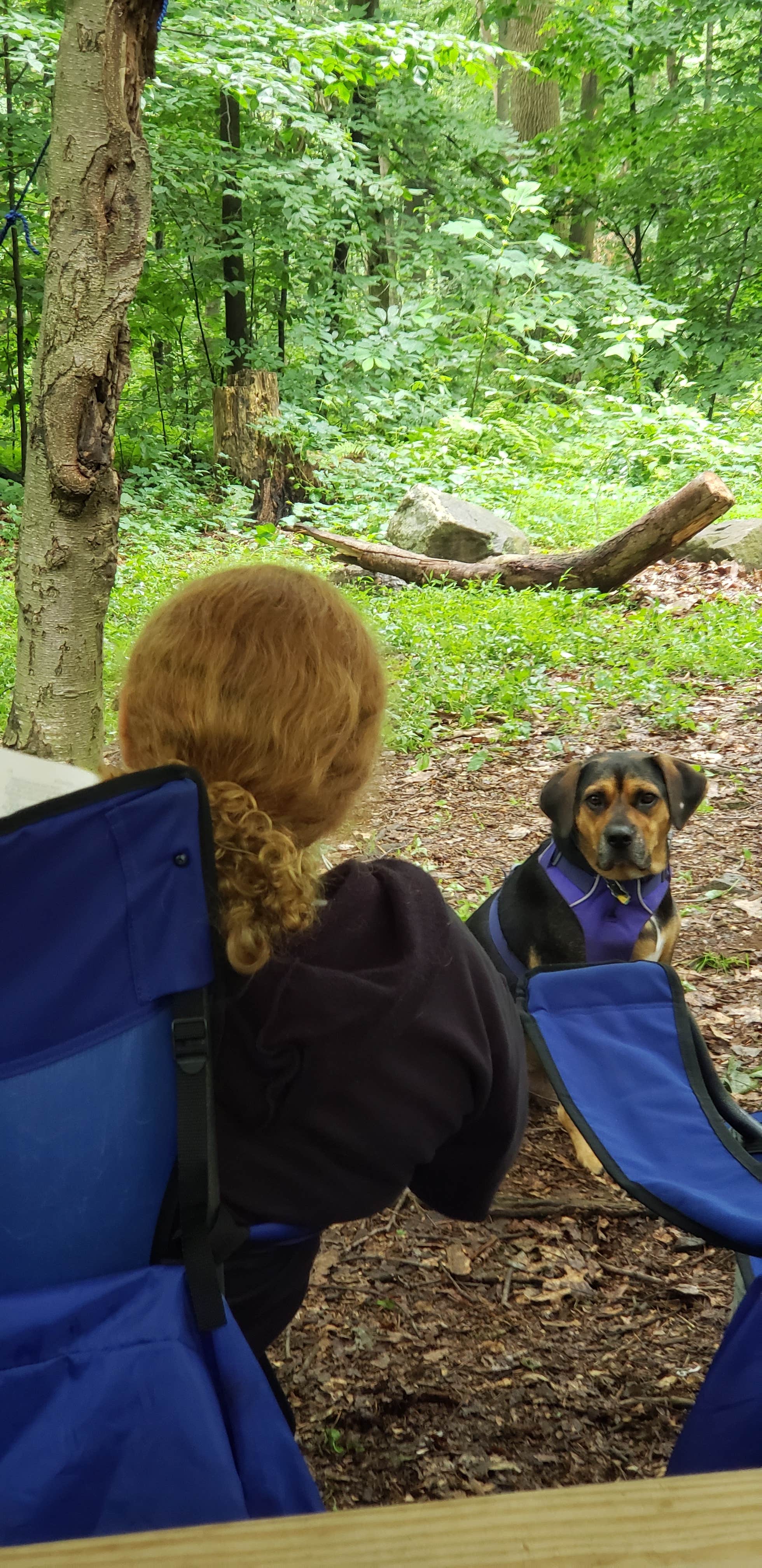 John S.'s photo of camping with pets at French Creek State Park Campground near North Wales, PA