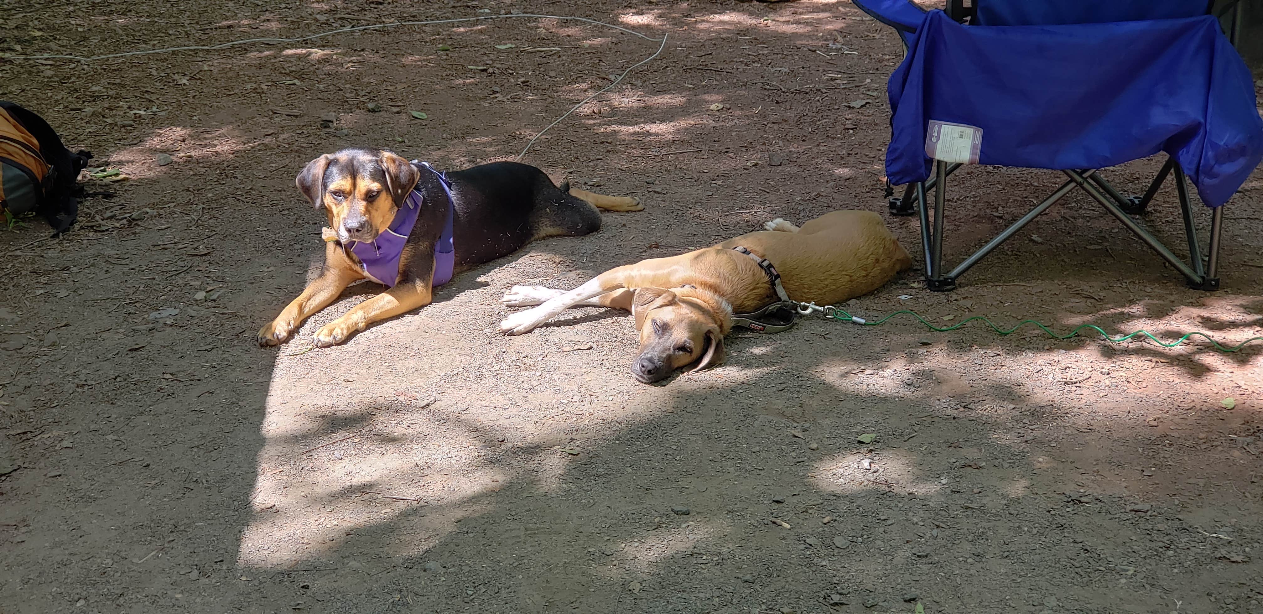John S.'s photo of camping with pets at French Creek State Park Campground near Wilmington, DE