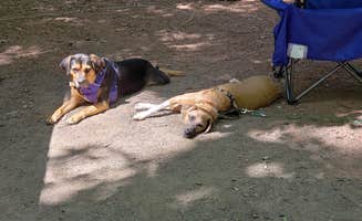 John S.'s photo of camping with pets at French Creek State Park Campground near Blue Marsh Lake