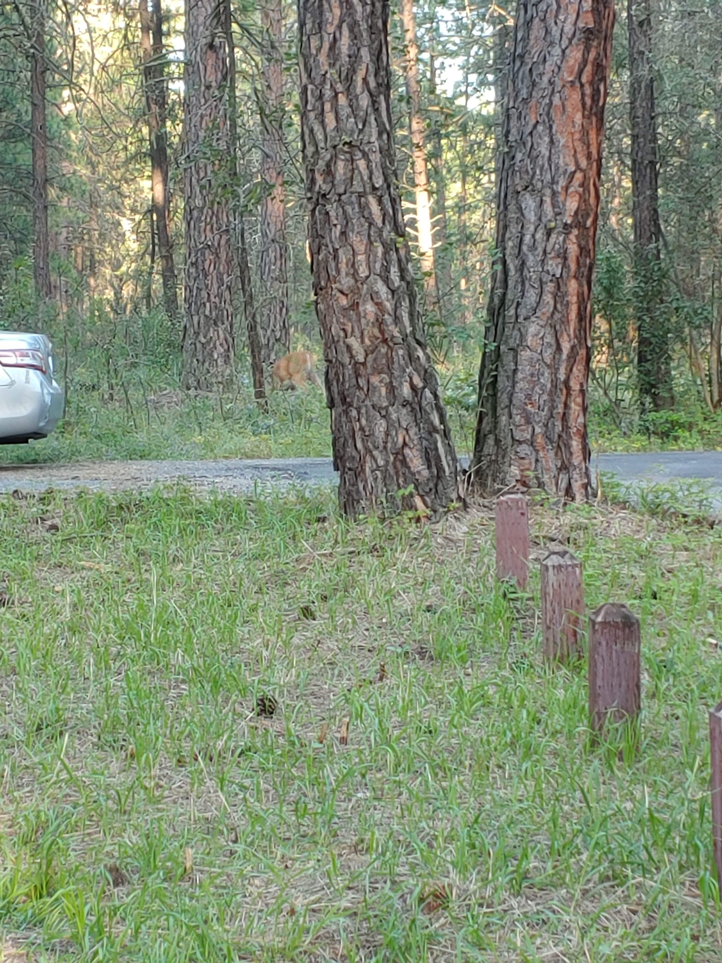 Camper-submitted photo at Kettle Falls Campground — Lake Roosevelt National Recreation Area near Kettle Valley, WA