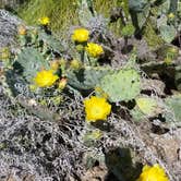 Review photo of Walnut Springs Area — Enchanted Rock State Natural Area by Rebeca L., May 22, 2018