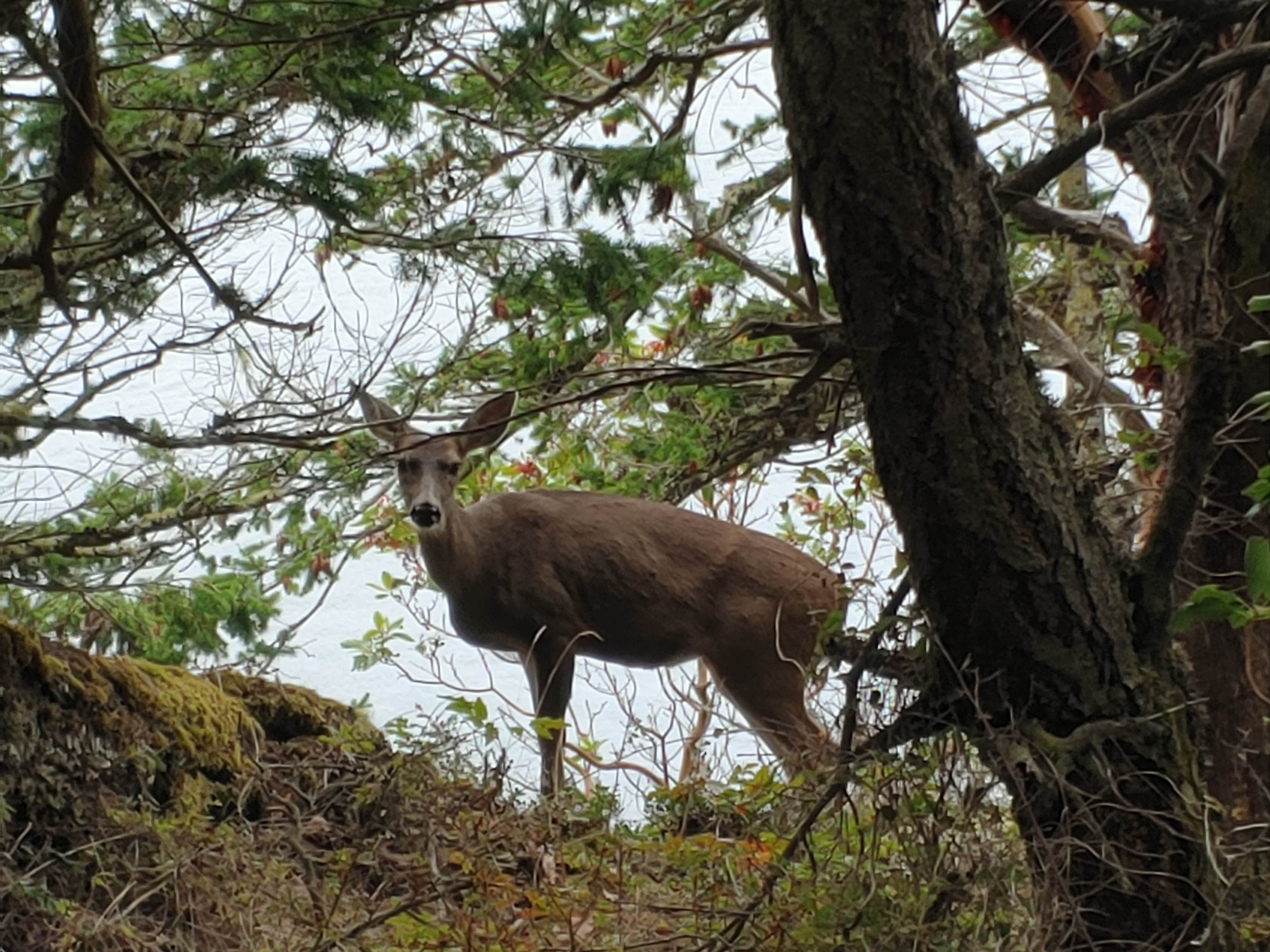 Camper-submitted photo at Deception Pass State Park Campground in Washington