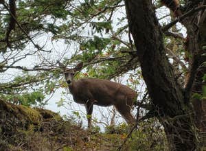 Deception Pass State Park Campground
