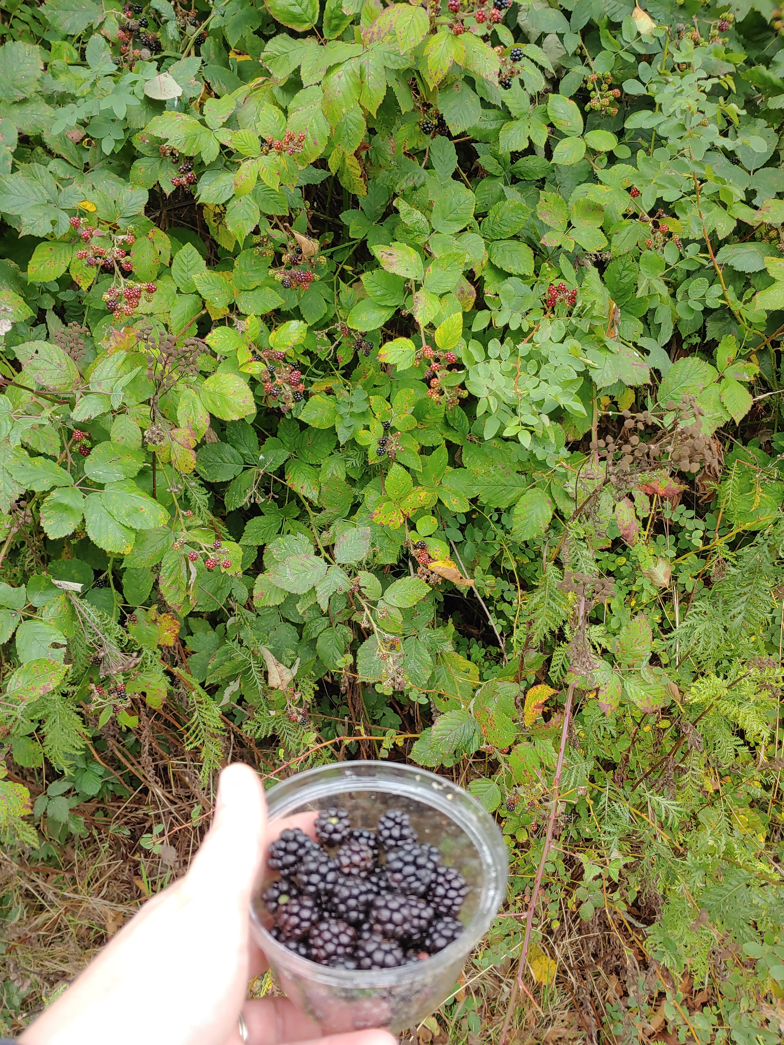 Blackberry bushes along the trail