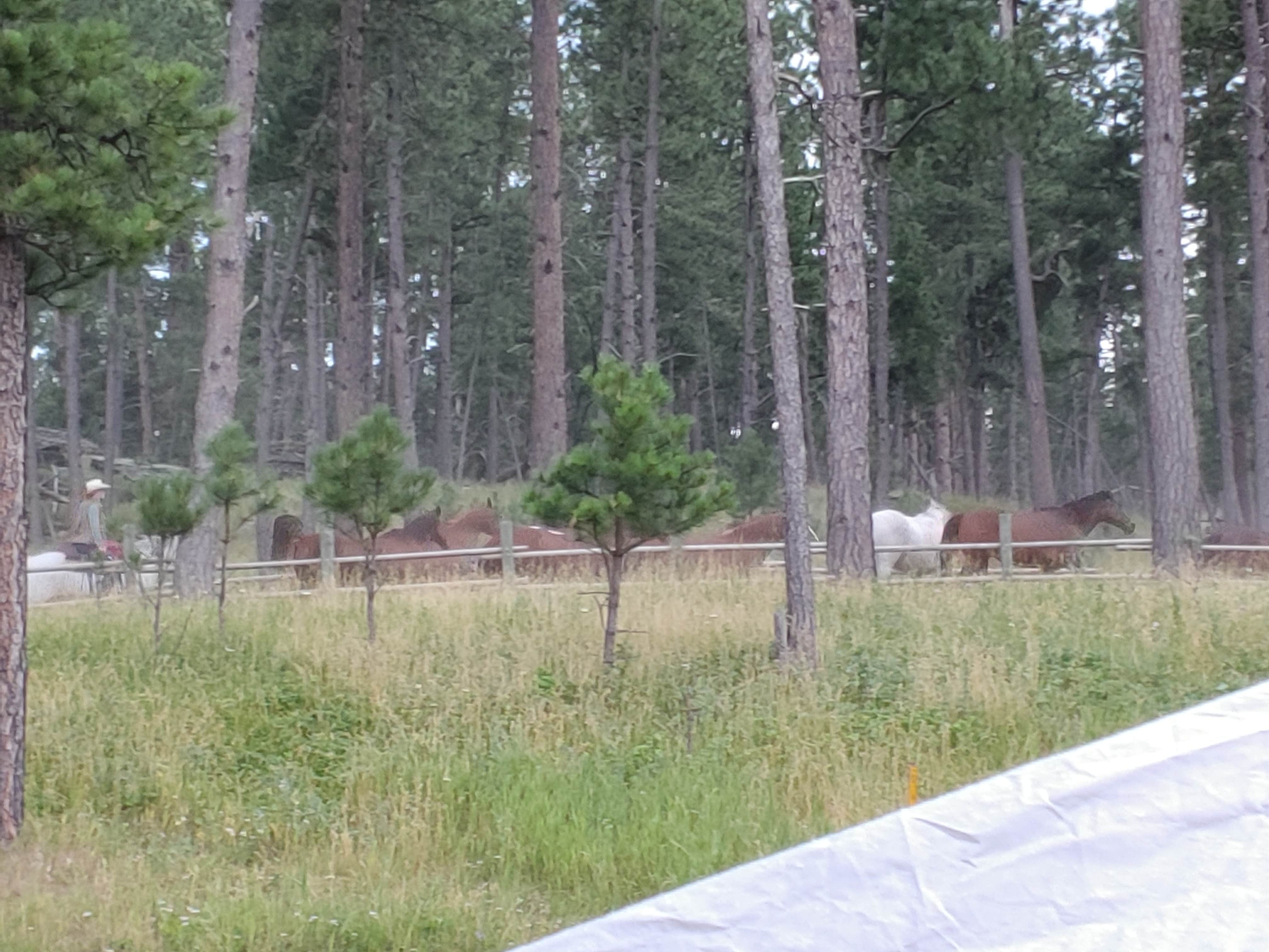 Terrie M.'s photo of camping with a horse at Mount Rushmore KOA at Palmer Gulch near Newcastle, WY