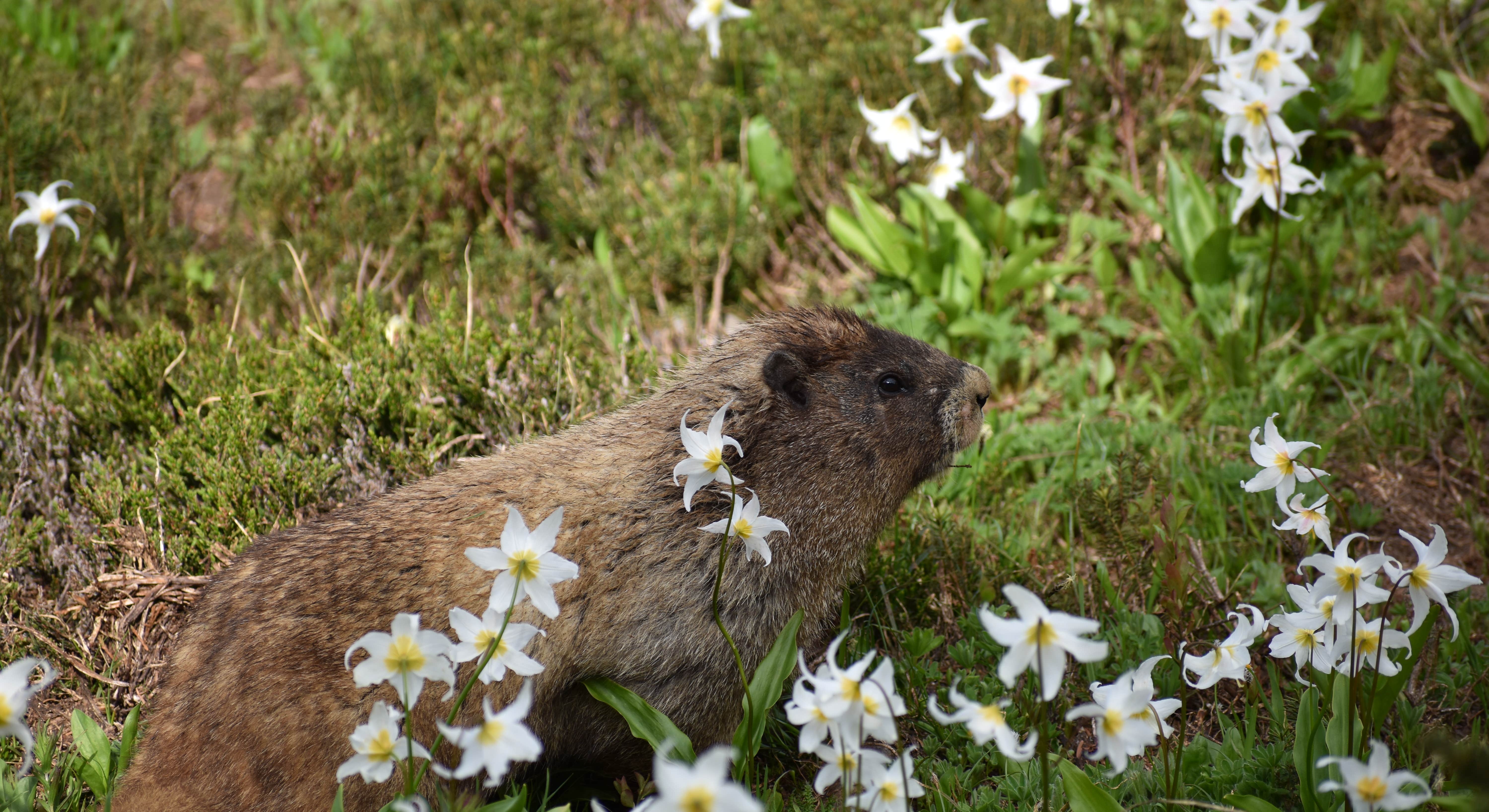 Groundhog Photo in Ohanapecosh Campground Near Mount Rainier National Park
