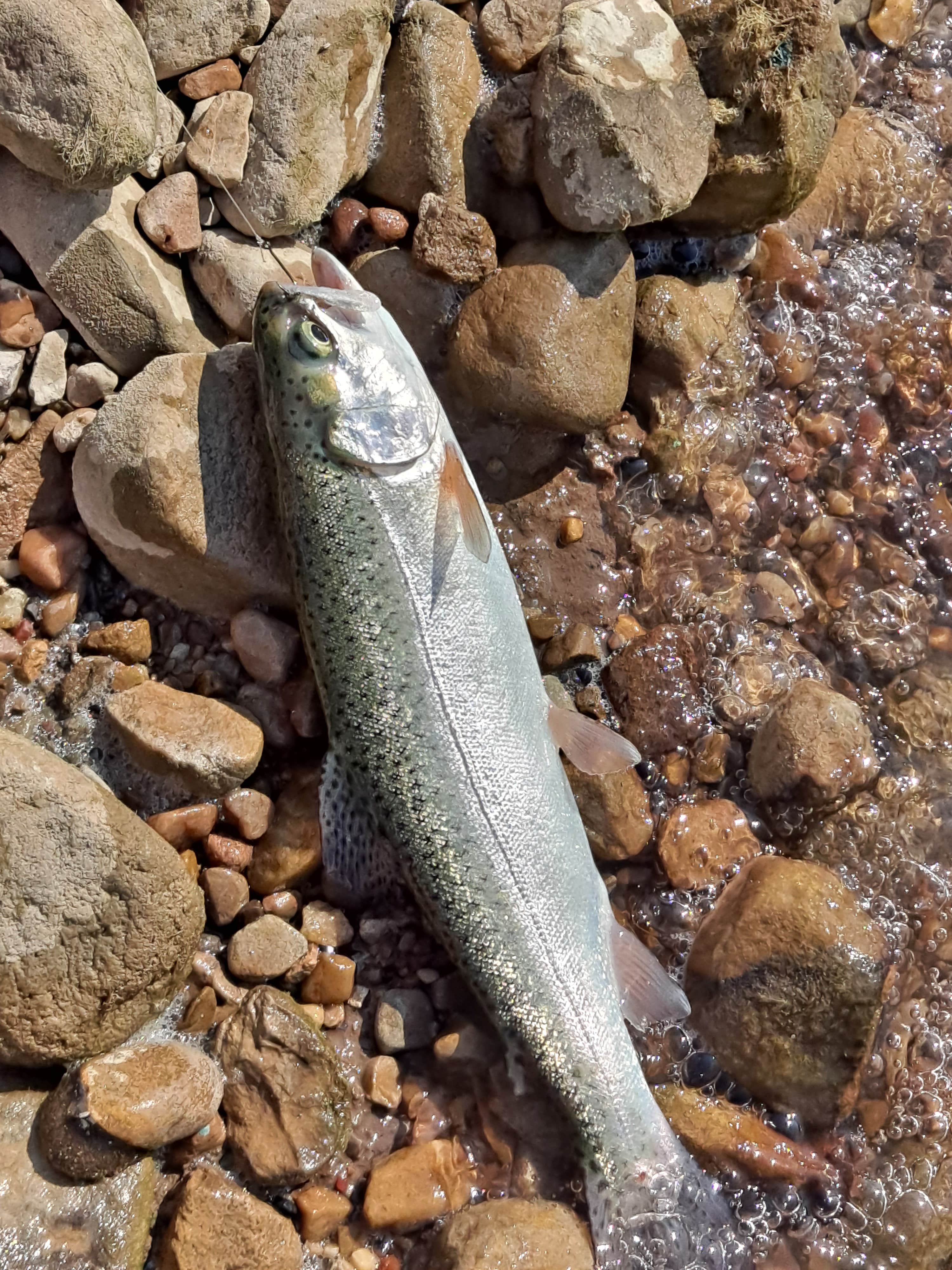 Camper-submitted photo at Dixie Creek Campground — East Canyon State Park near Evanston, WY