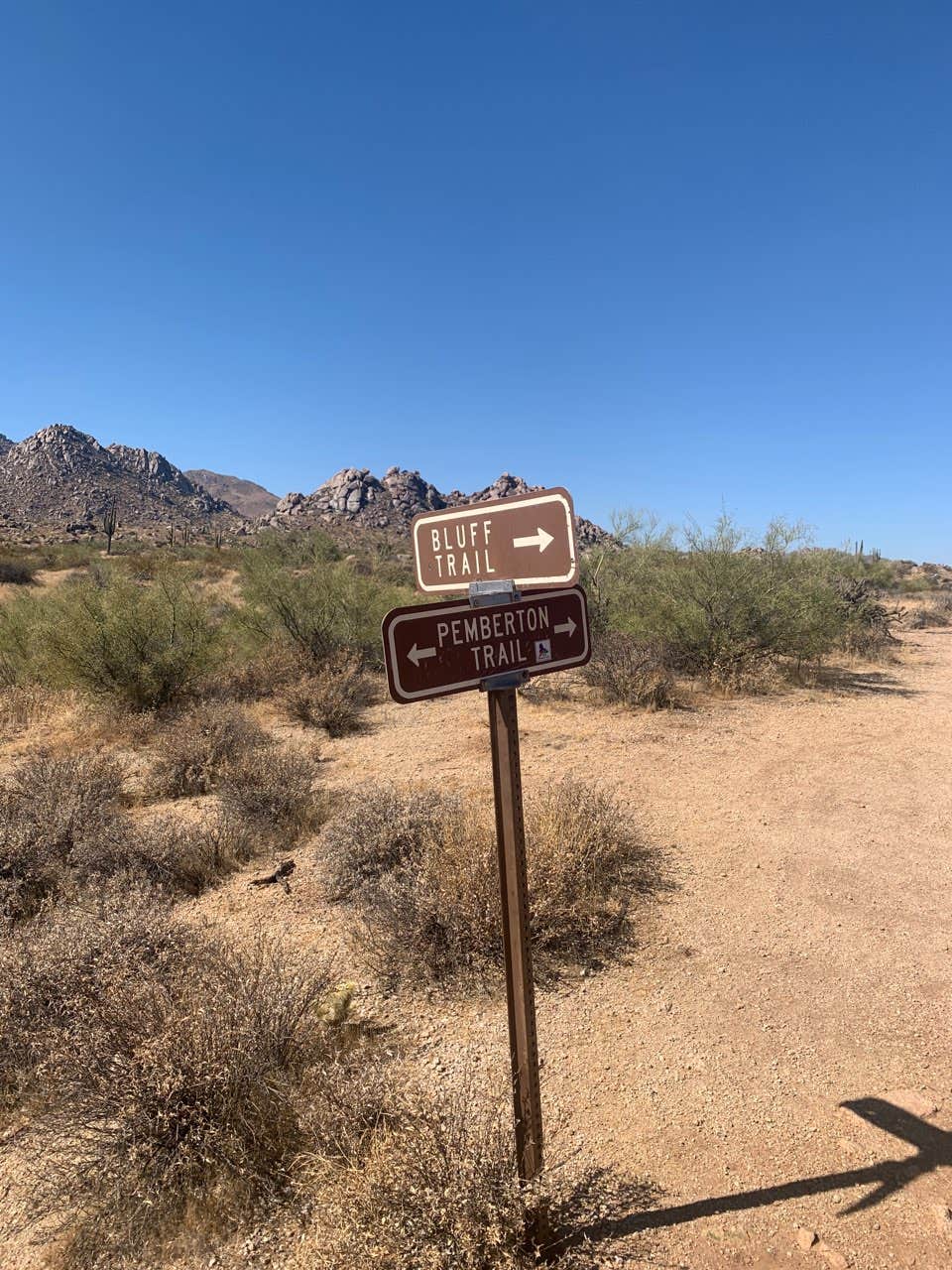 Camper submitted image from McDowell Mountain Regional Park - 4