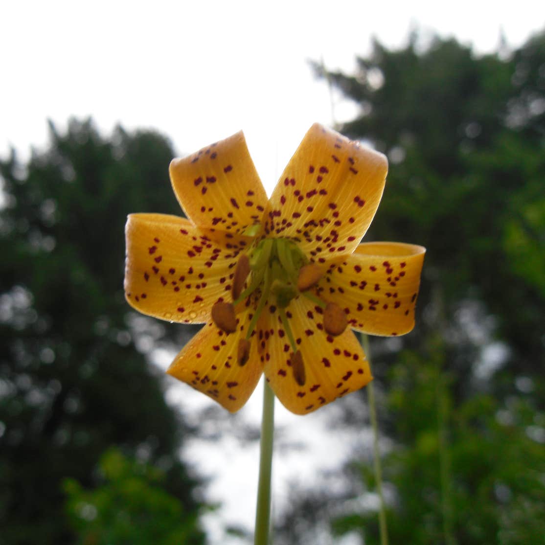 Colville National Forest Panhandle Campground Cusick, WA