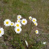 Review photo of Colville National Forest Panhandle Campground by Terrie M., October 27, 2020