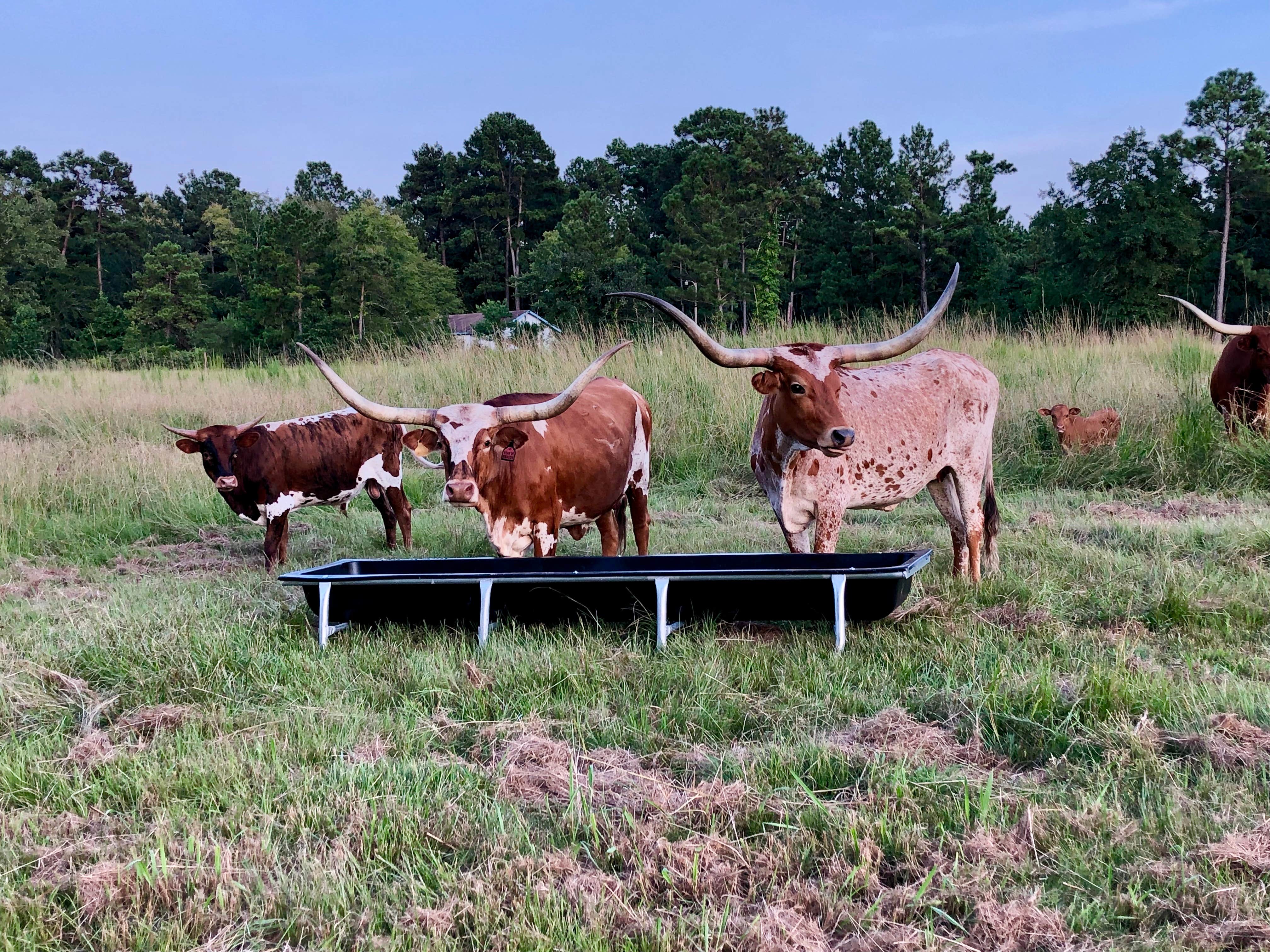 Camper-submitted photo at Trinity Luxury RV Resort & Cabins near Kennard, TX