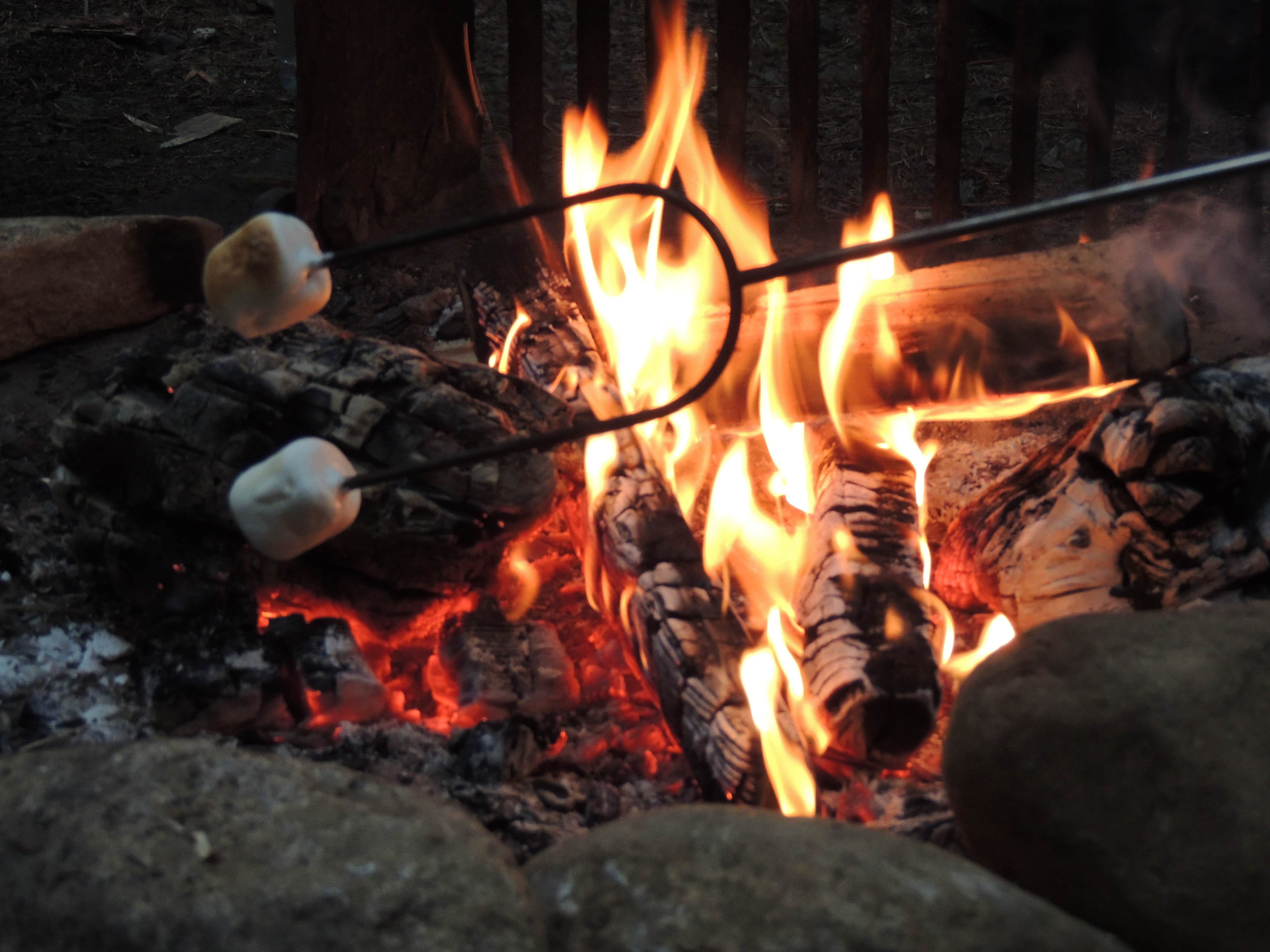 Camper-submitted photo at Newhalem Creek Campground — Ross Lake National Recreation Area near Marblemount, WA