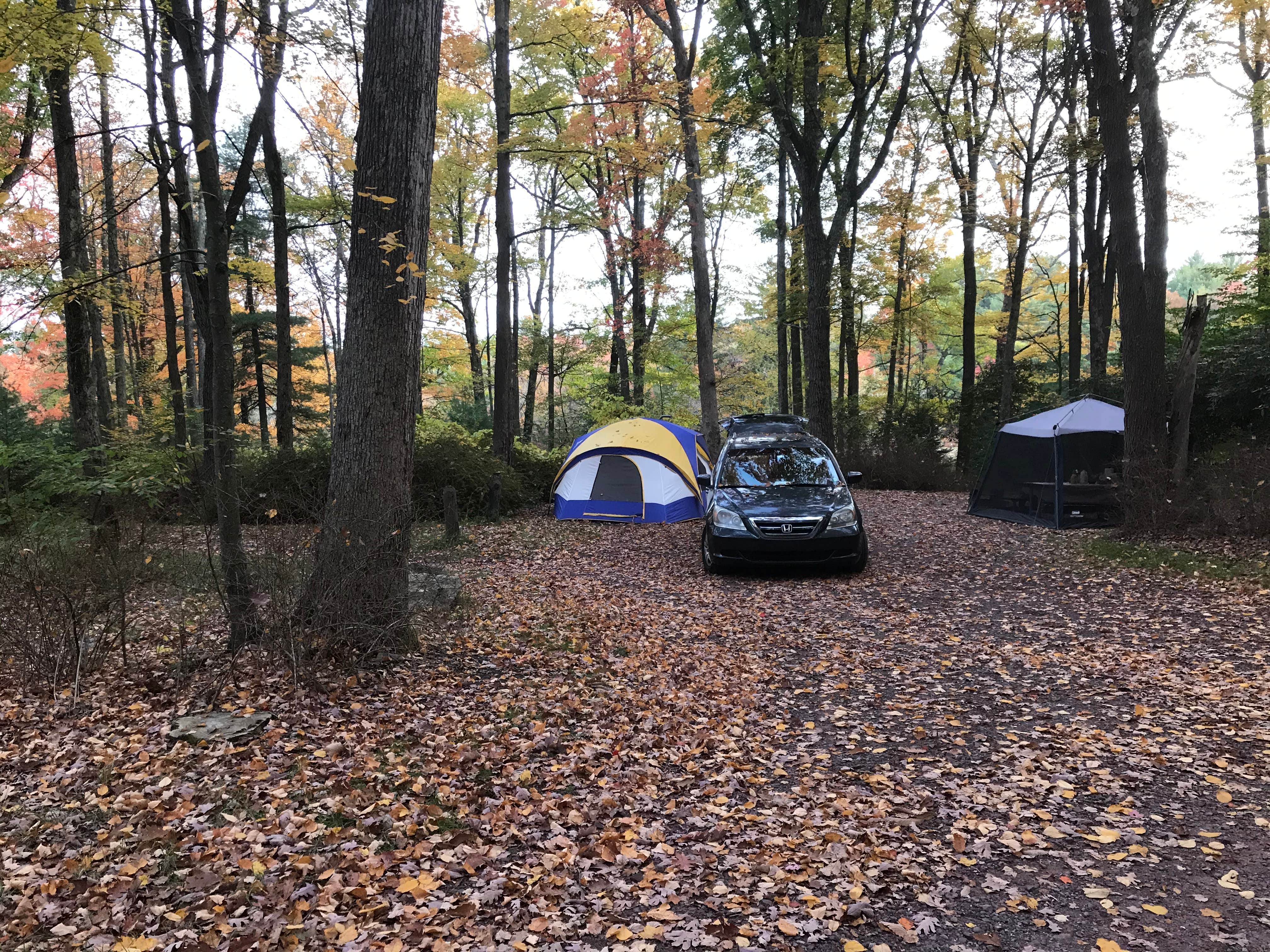 are dogs allowed at hickory run state park camping