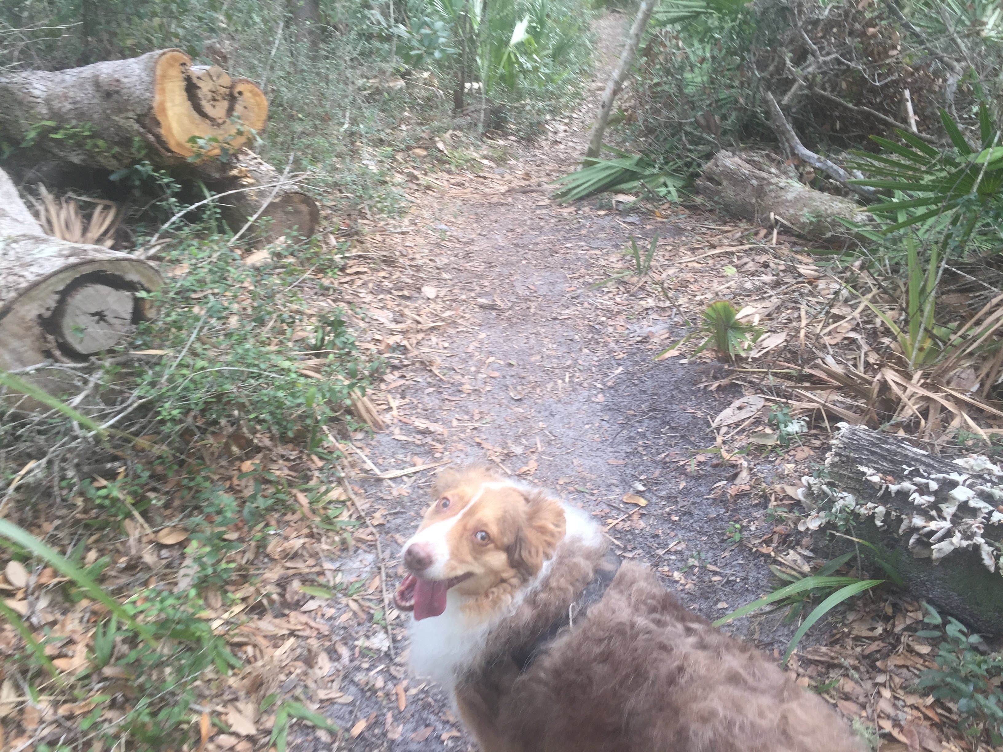 Issa F.'s photo of camping with pets at Kathryn Abbey Hanna Park near Jacksonville, FL
