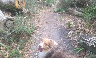 Issa F.'s photo of camping with pets at Kathryn Abbey Hanna Park near Jacksonville, FL