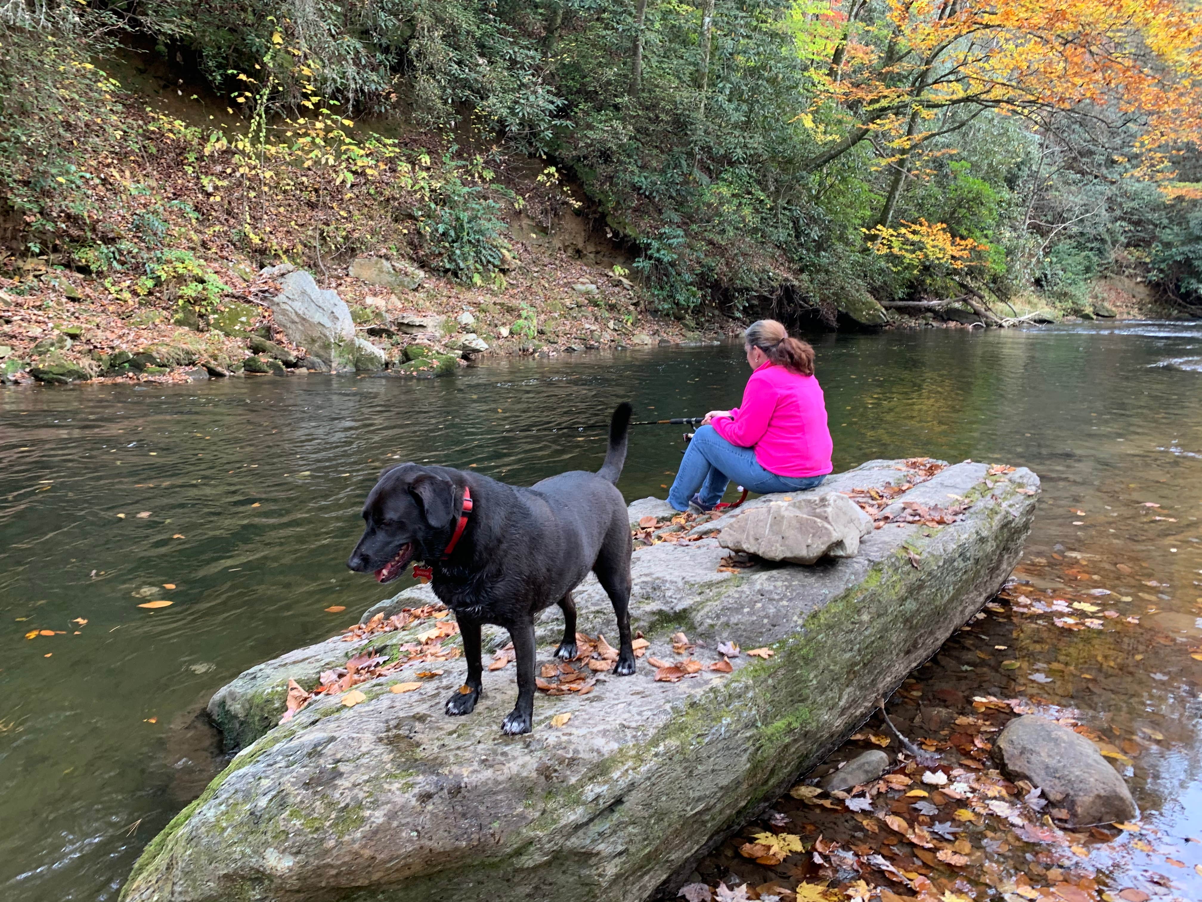 Ricky J.'s photo of camping with pets at Lazy J Campground near Cashiers, NC