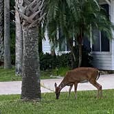 Review photo of The Great Outdoors RV, Nature & Golf Resort by Suzie F., October 27, 2020